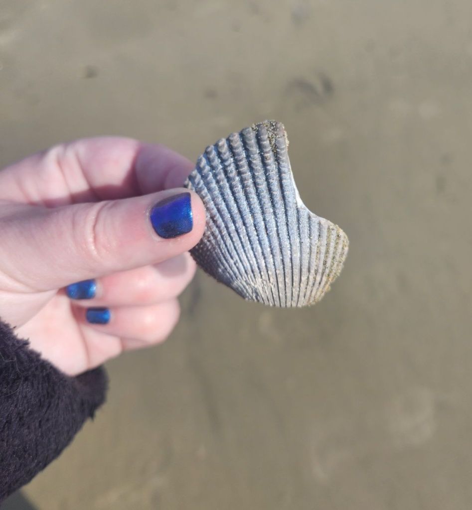 A broken scallop shell that I found on a trip to the Oregon Coast a few weeks ago, held in my hand. My blurple nail polish coordinates nicely with the colors of the shell. There is blurry sand in the background.